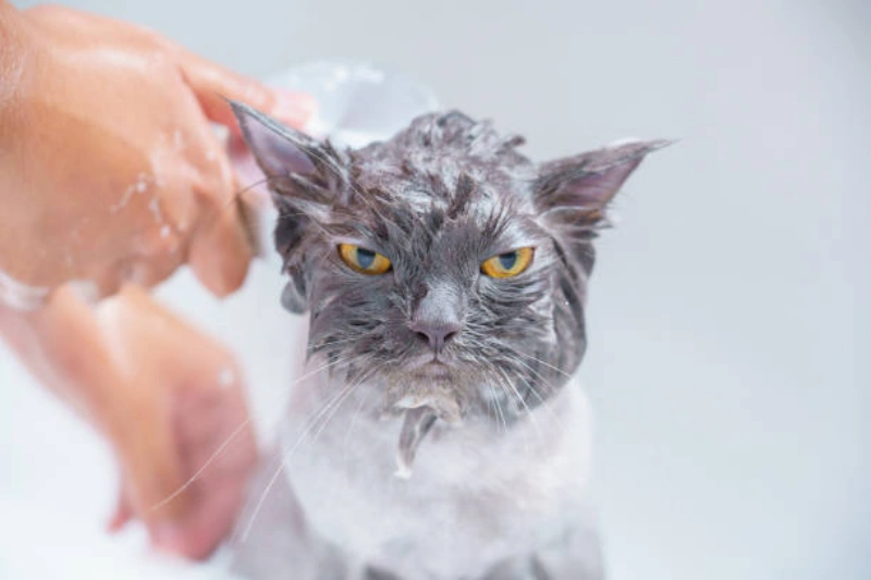 Banho pet perto de mim