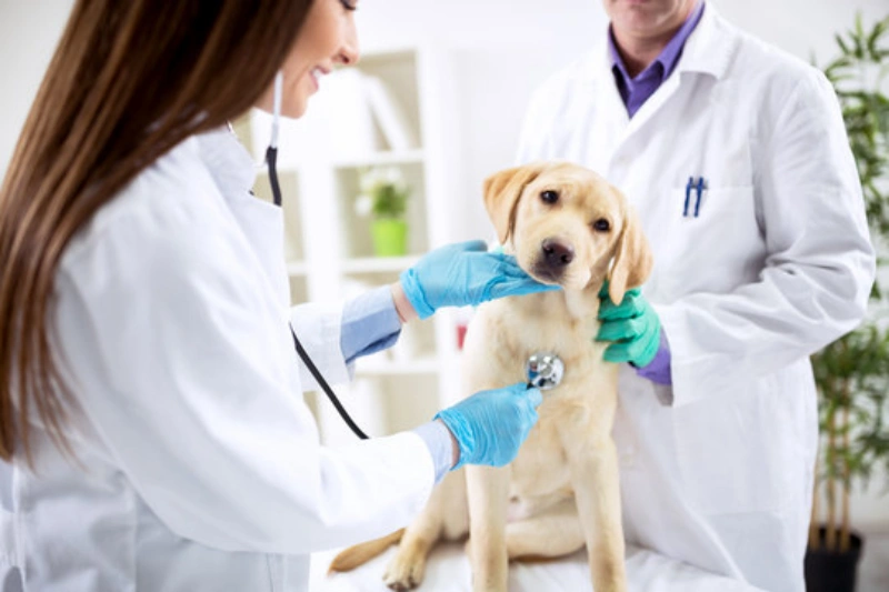 Check up cachorro em Camboriú