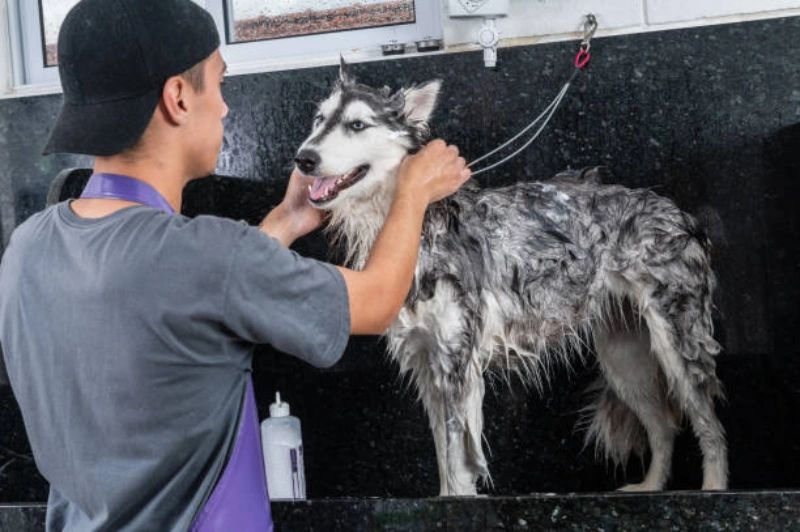 Pet shop banho e tosa perto de mim